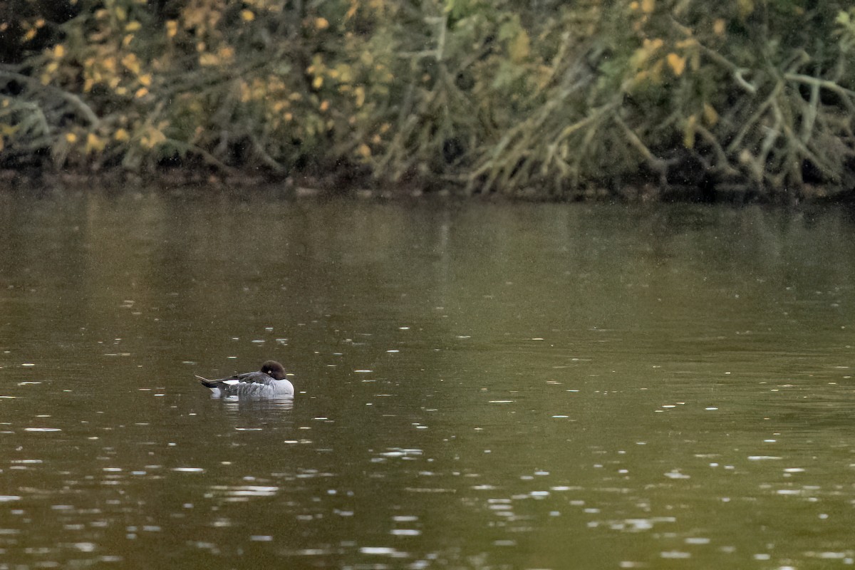 Common Goldeneye - ML645183056