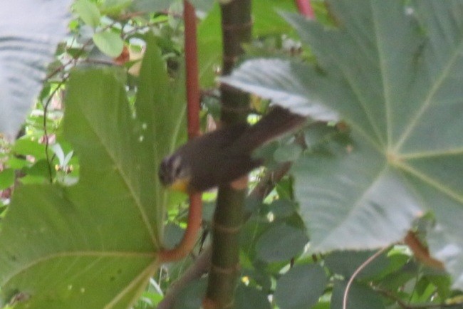 Golden-crowned Warbler - ML645183062