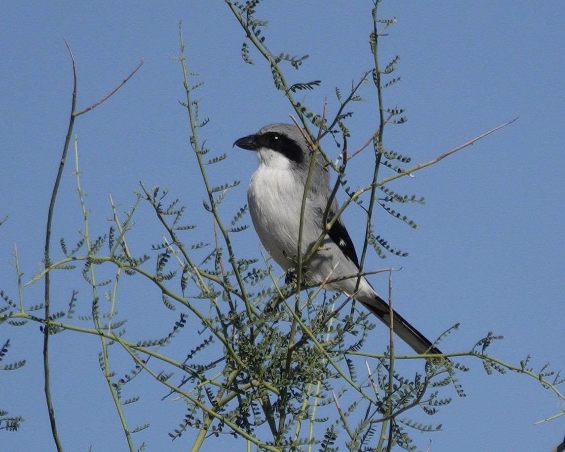 Loggerhead Shrike - ML645183069