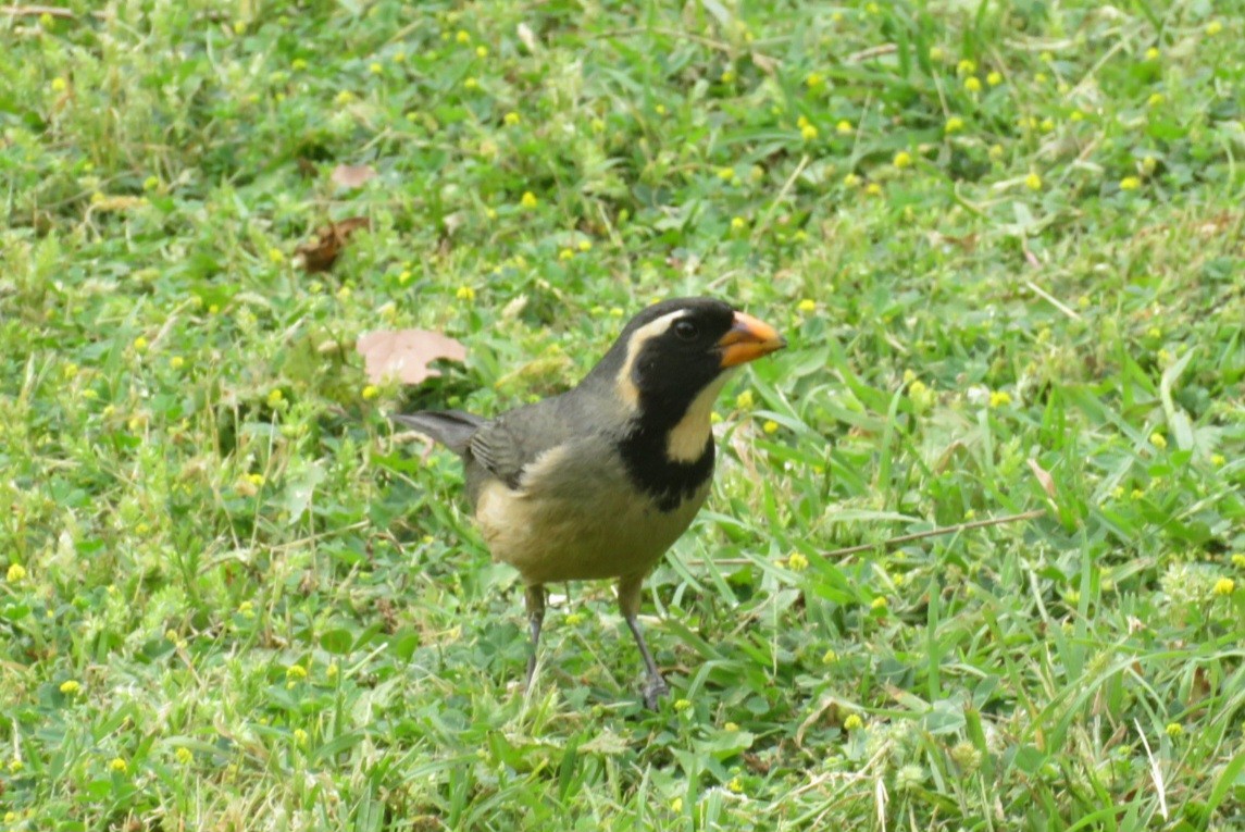 Golden-billed Saltator - ML645183079