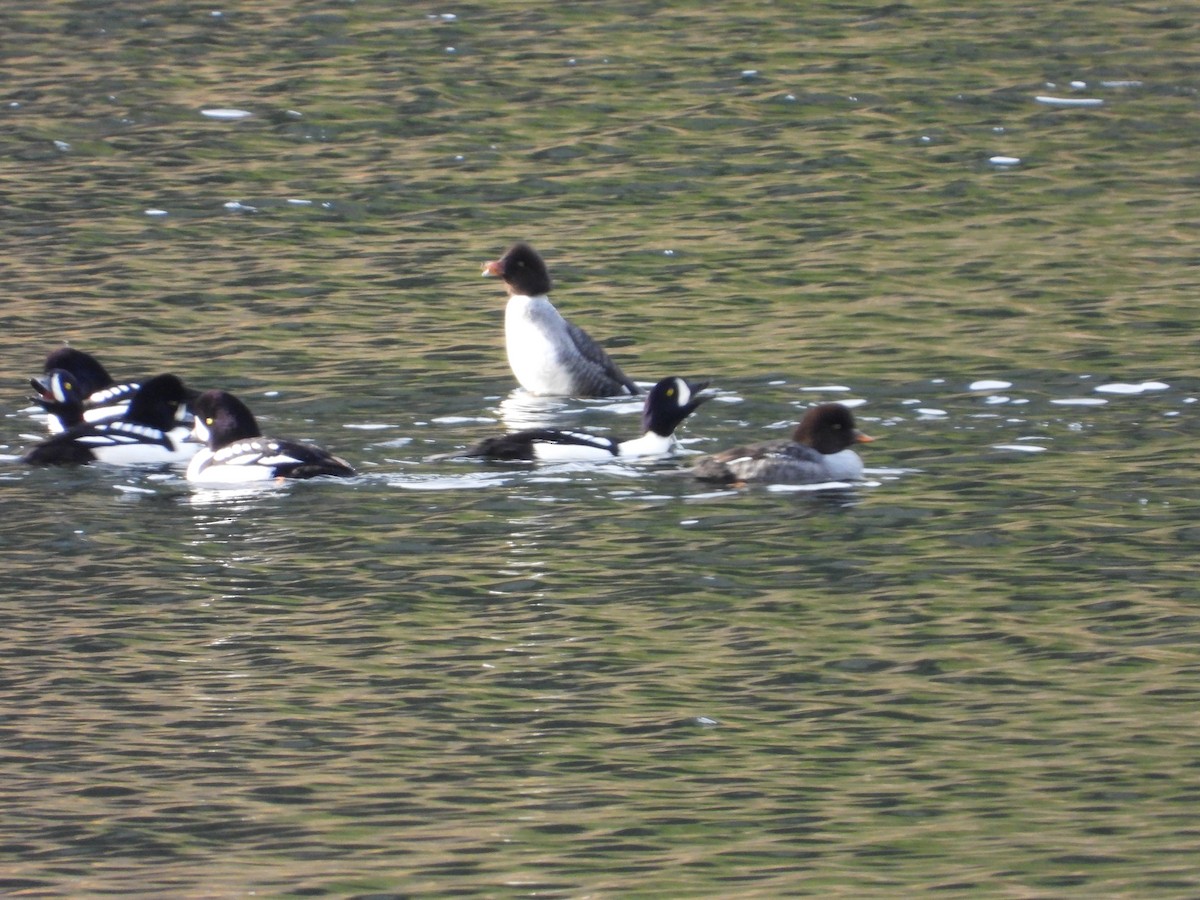 Barrow's Goldeneye - ML645183083