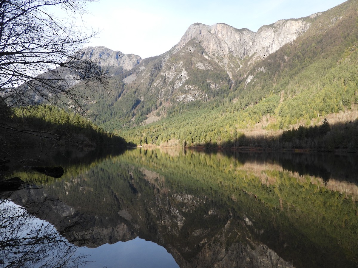 Barrow's Goldeneye - ML645183084