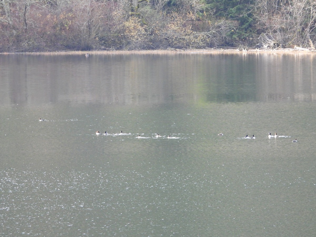 Barrow's Goldeneye - ML645183085