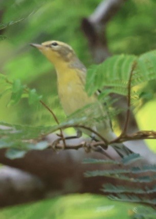 Blackburnian Warbler - ML645183097