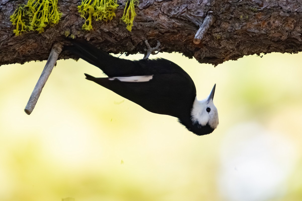 White-headed Woodpecker - ML645183098