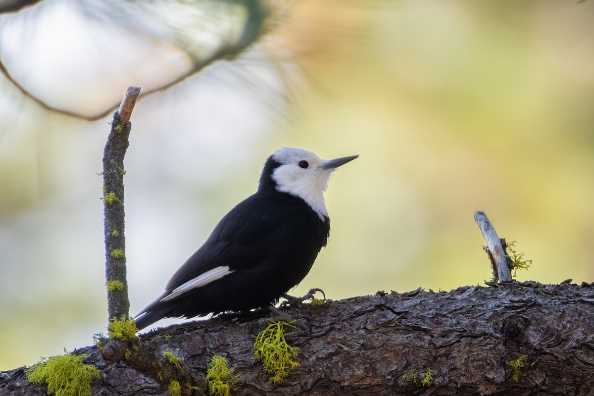 White-headed Woodpecker - ML645183099