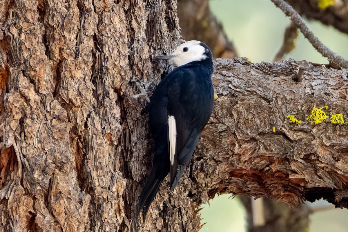 White-headed Woodpecker - ML645183100