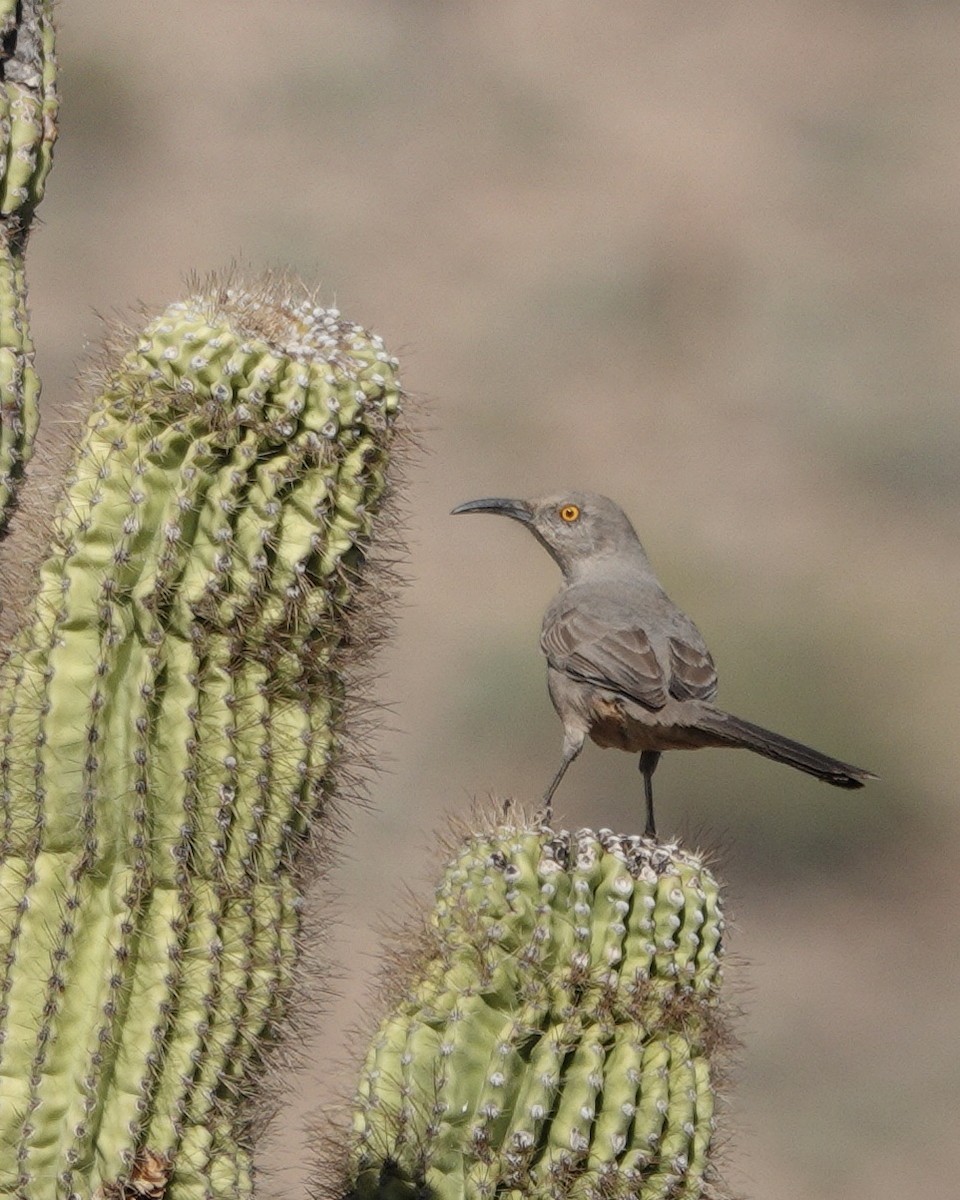 Curve-billed Thrasher - ML645183104