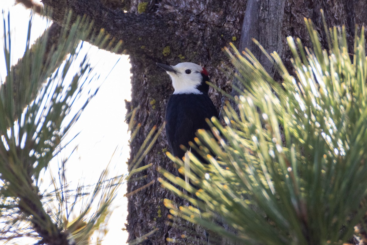 White-headed Woodpecker - ML645183106
