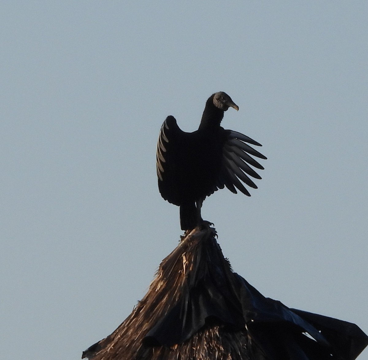 Катарта чорна - ML645183112