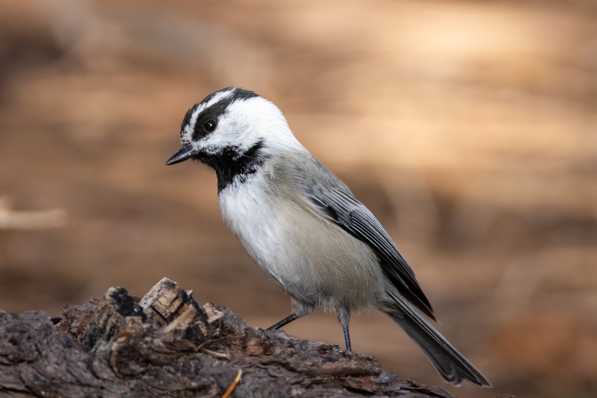 Mountain Chickadee - ML645183118