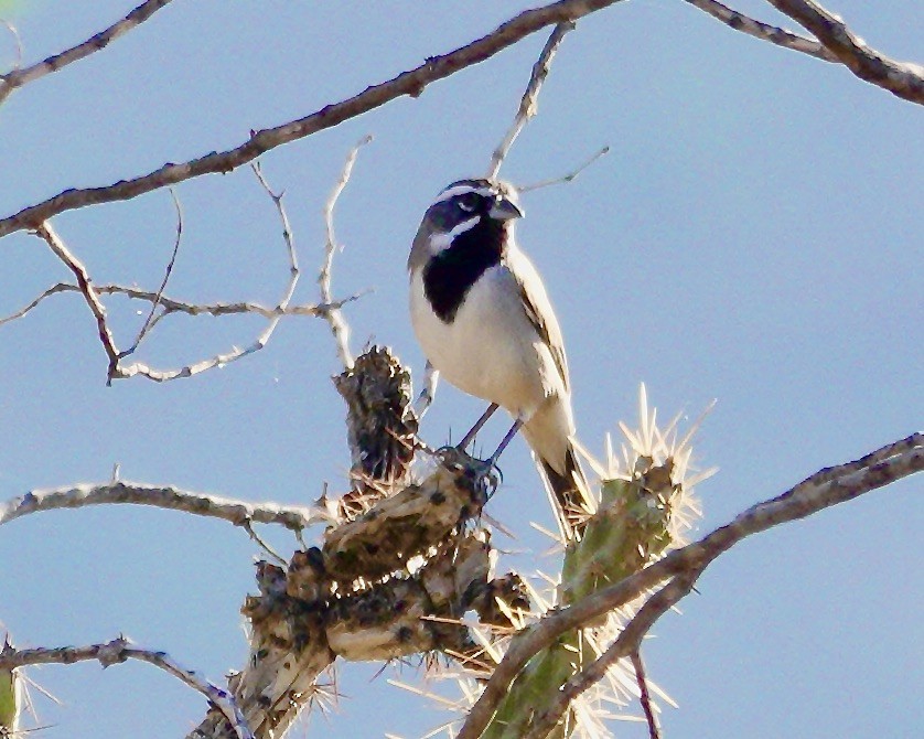 Black-throated Sparrow - ML645183123