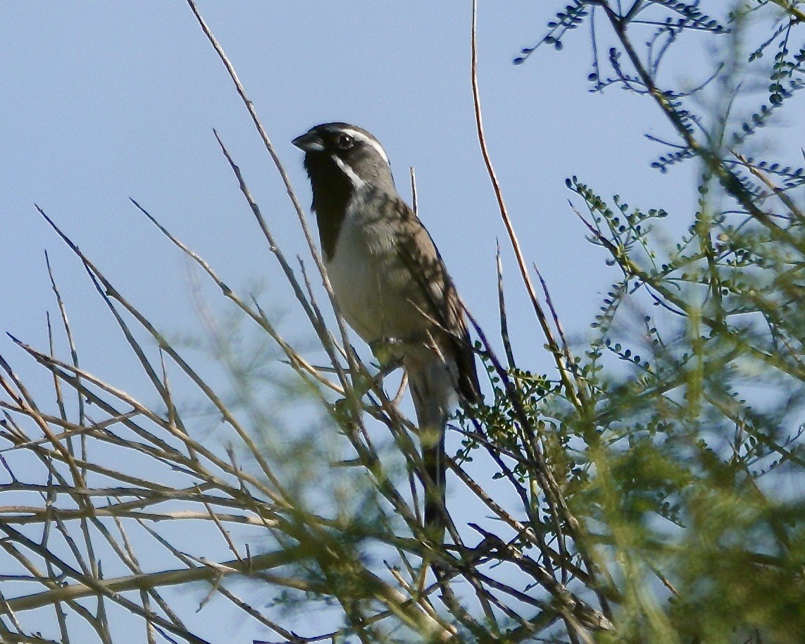 Black-throated Sparrow - ML645183124