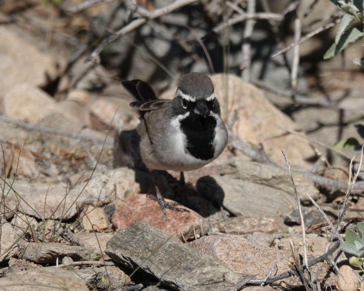 Black-throated Sparrow - ML645183126