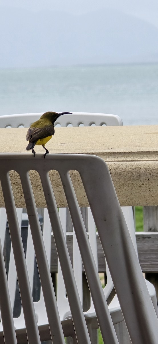 Sahul Sunbird - ML645183139