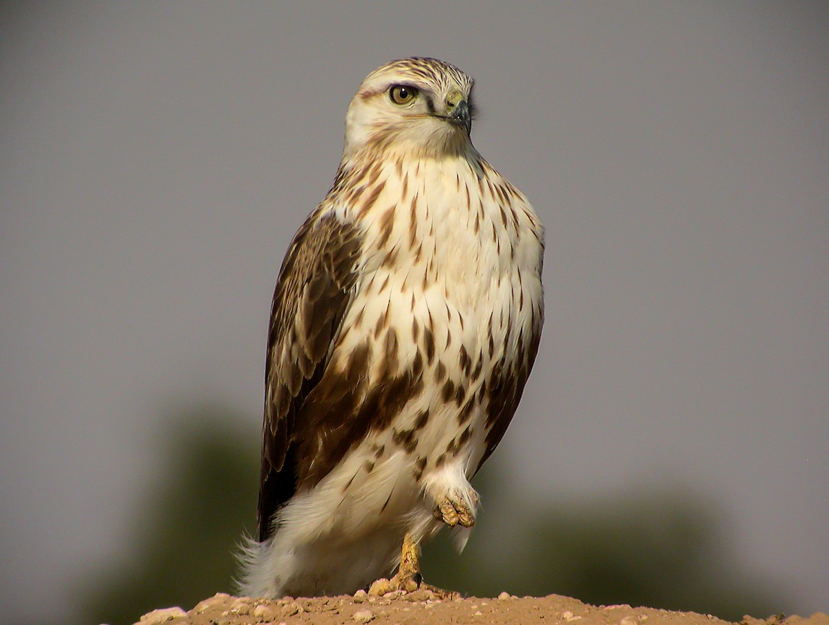 Курганник - ML645183140