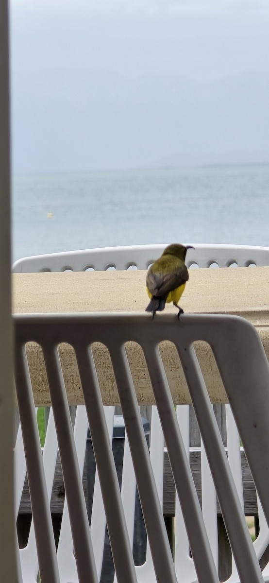 Sahul Sunbird - ML645183144