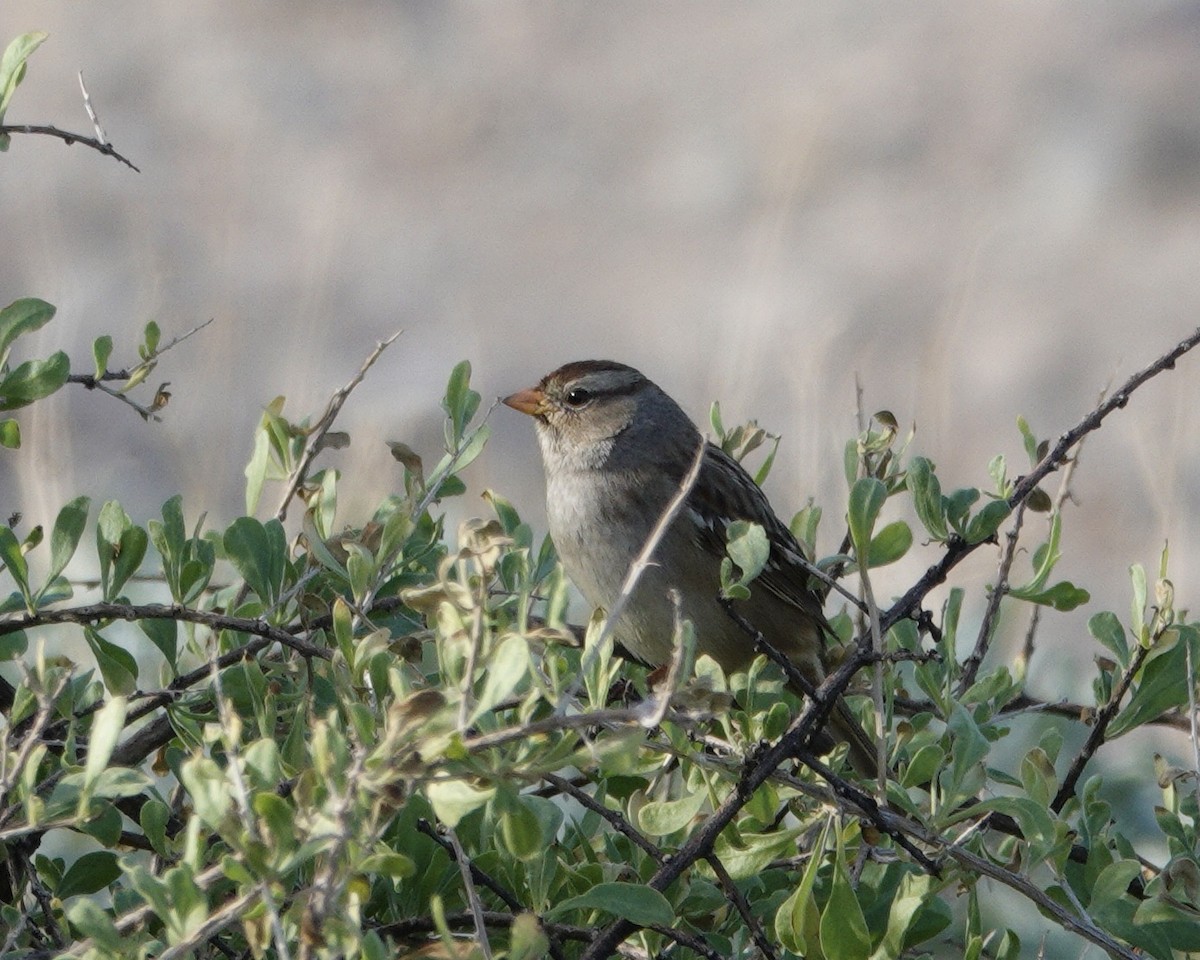 White-crowned Sparrow - ML645183145