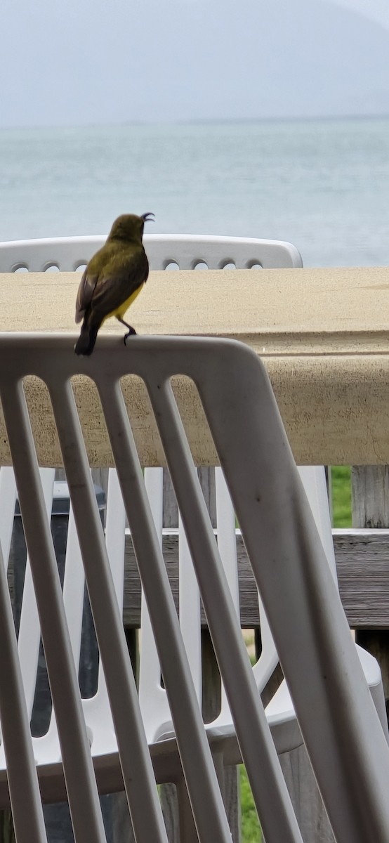 Sahul Sunbird - ML645183149