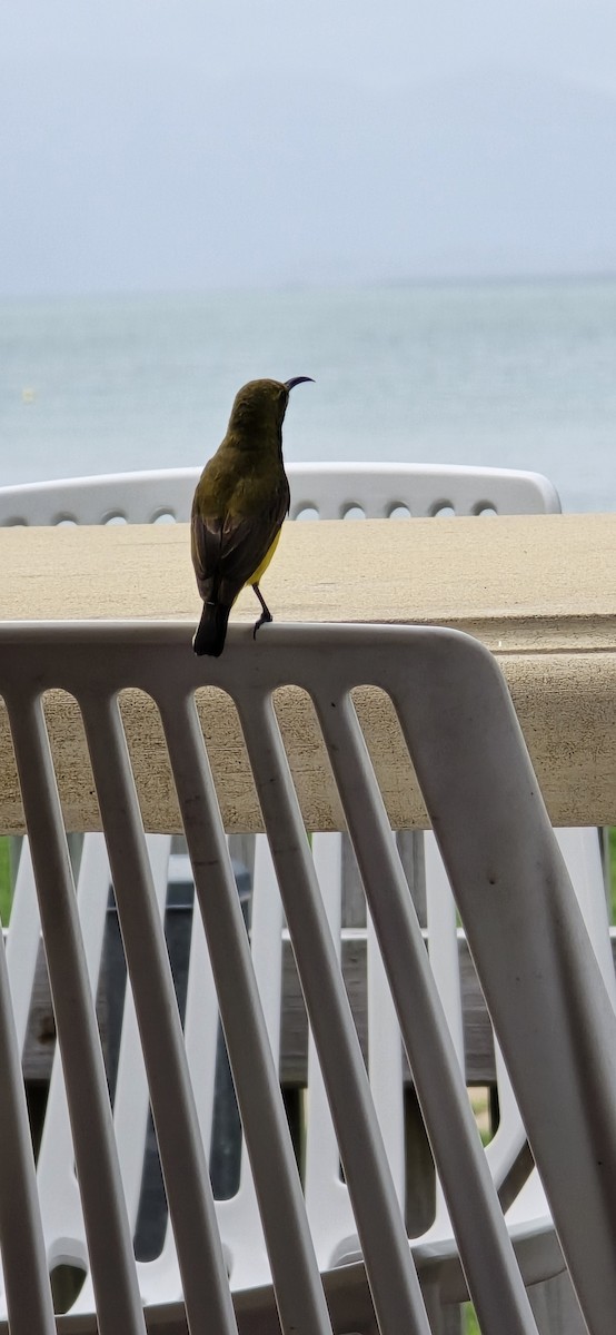 Sahul Sunbird - ML645183151