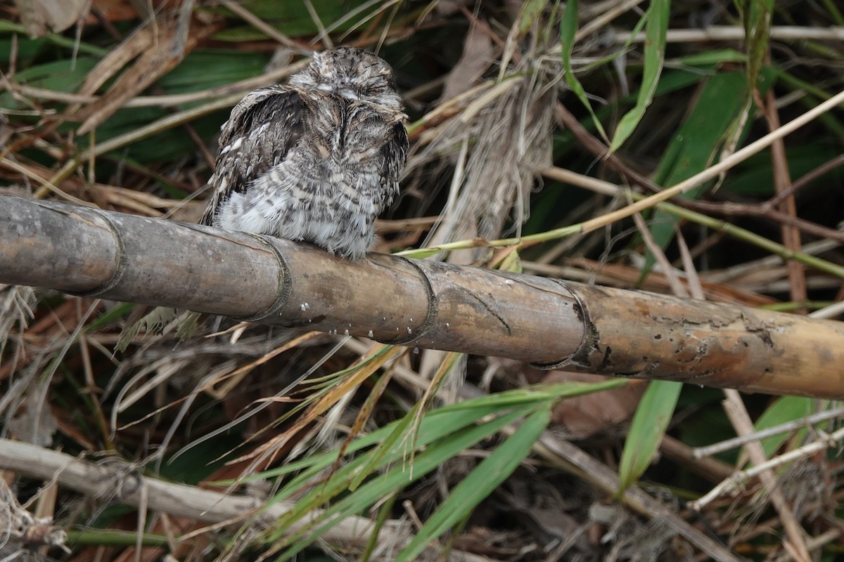 lelek rezavolímcový - ML645183153