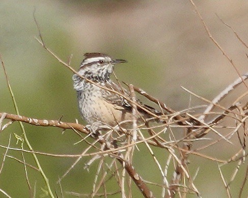 Cactus Wren - ML645183160