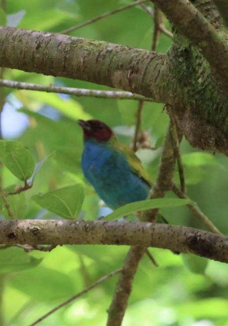 Bay-headed Tanager (Bay-and-blue) - ML645183181