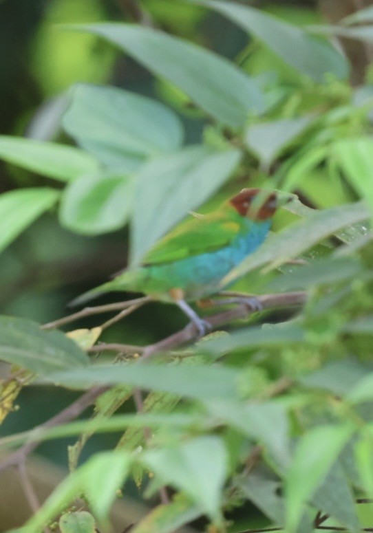 Bay-headed Tanager (Bay-and-blue) - ML645183182