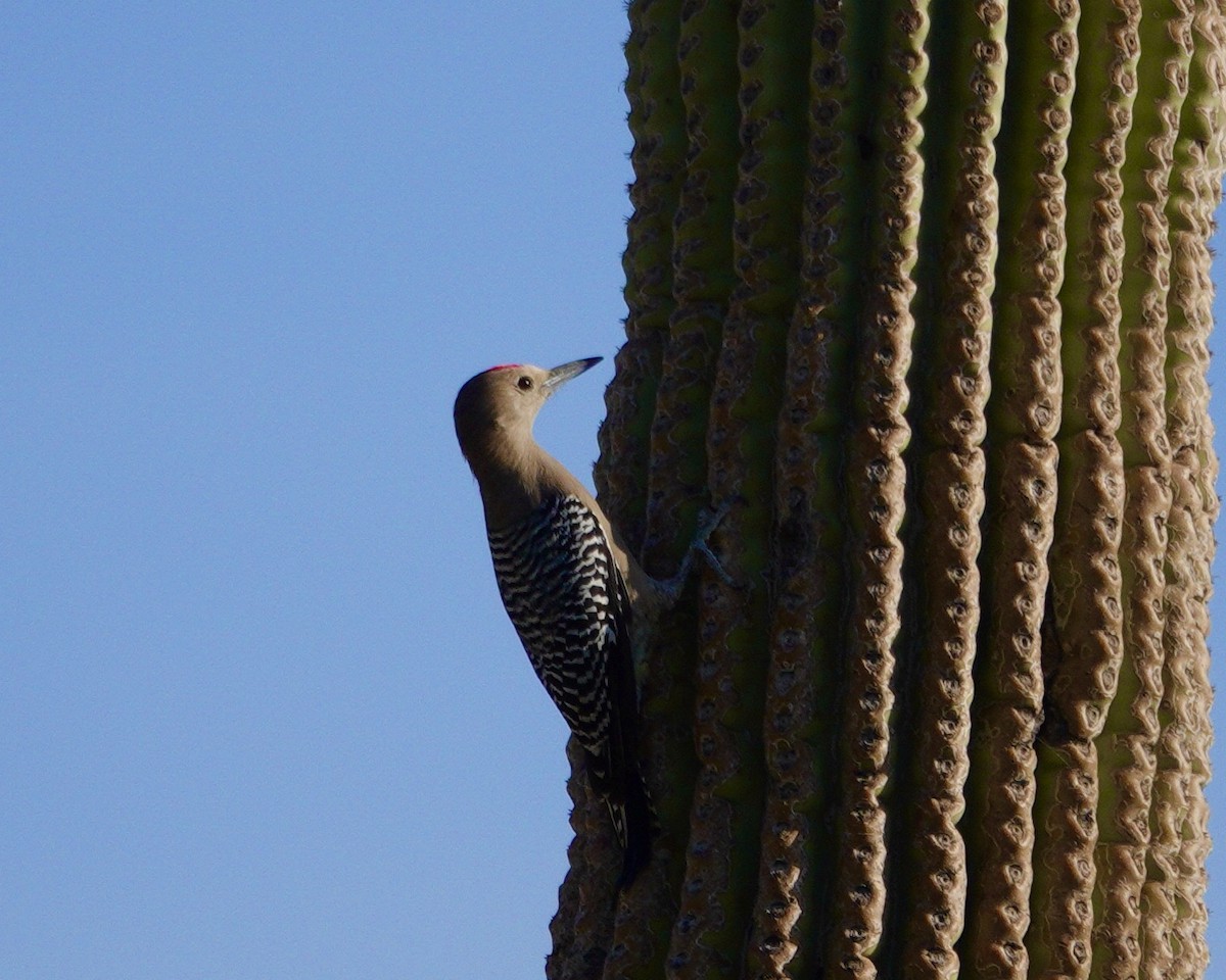 Gila Woodpecker - ML645183206