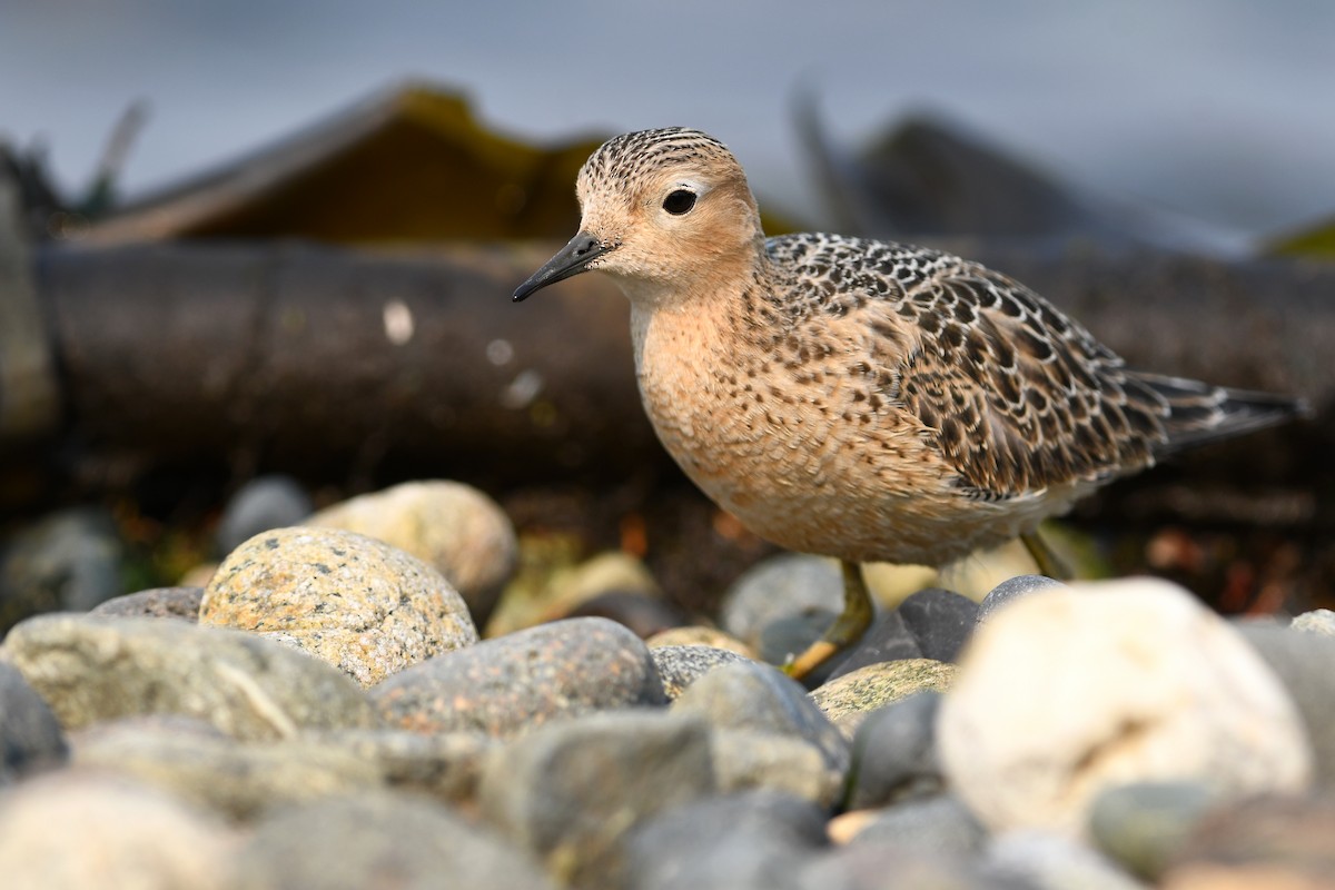 Buff-breasted Sandpiper - ML645183224