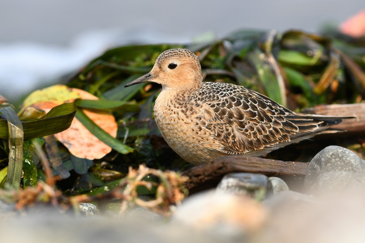 Buff-breasted Sandpiper - ML645183225