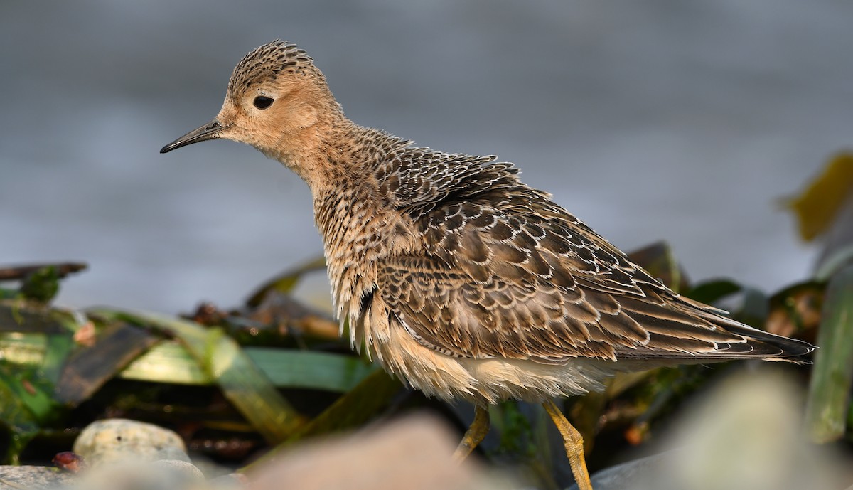 Buff-breasted Sandpiper - ML645183226