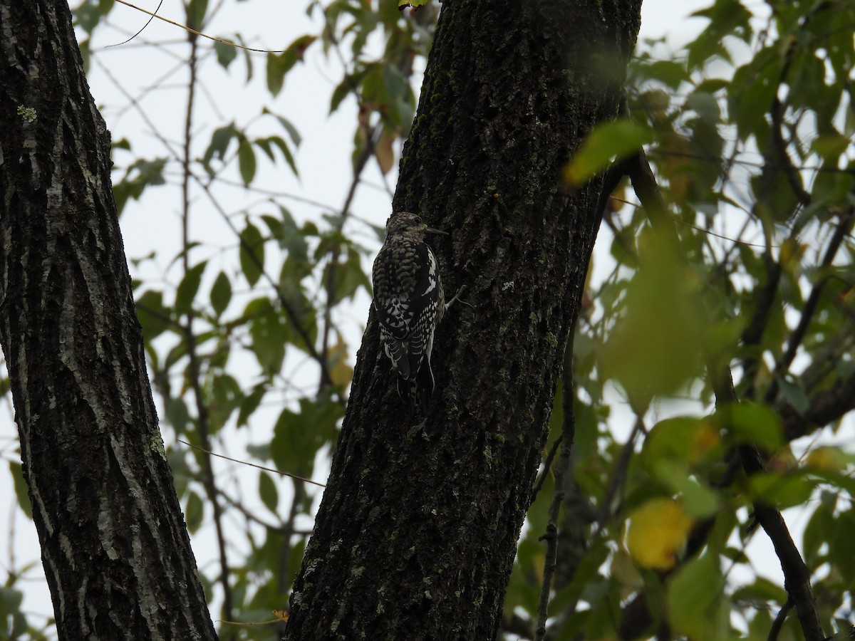 Yellow-bellied Sapsucker - ML645183229