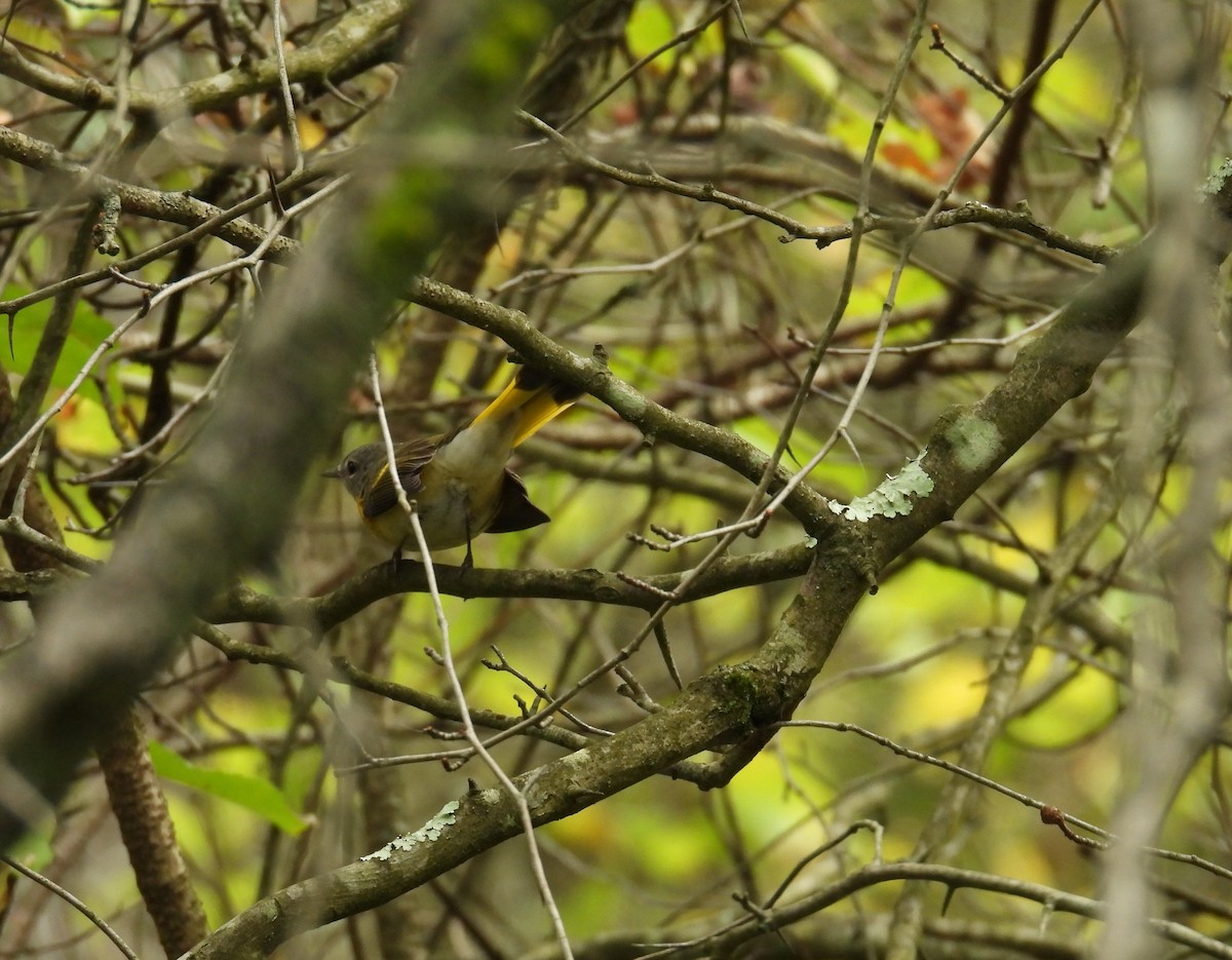 סבכון חכלילי - ML645183247