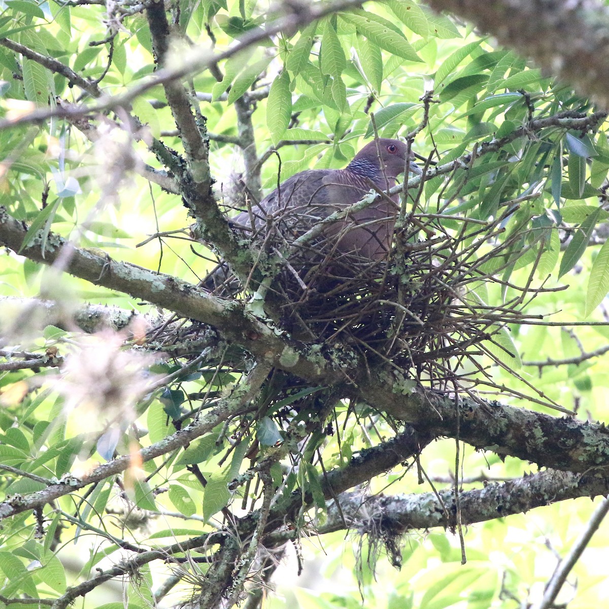 Paloma Picazuró - ML645183256