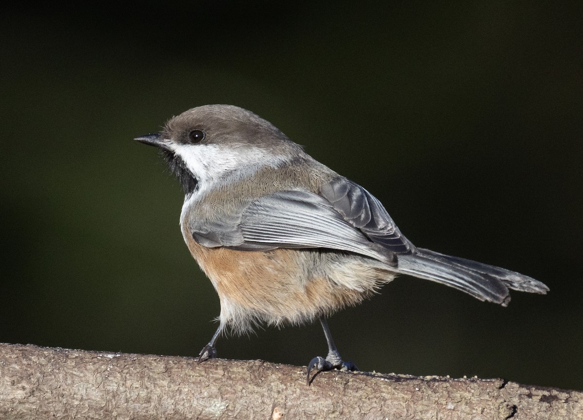 Boreal Chickadee - ML645183286
