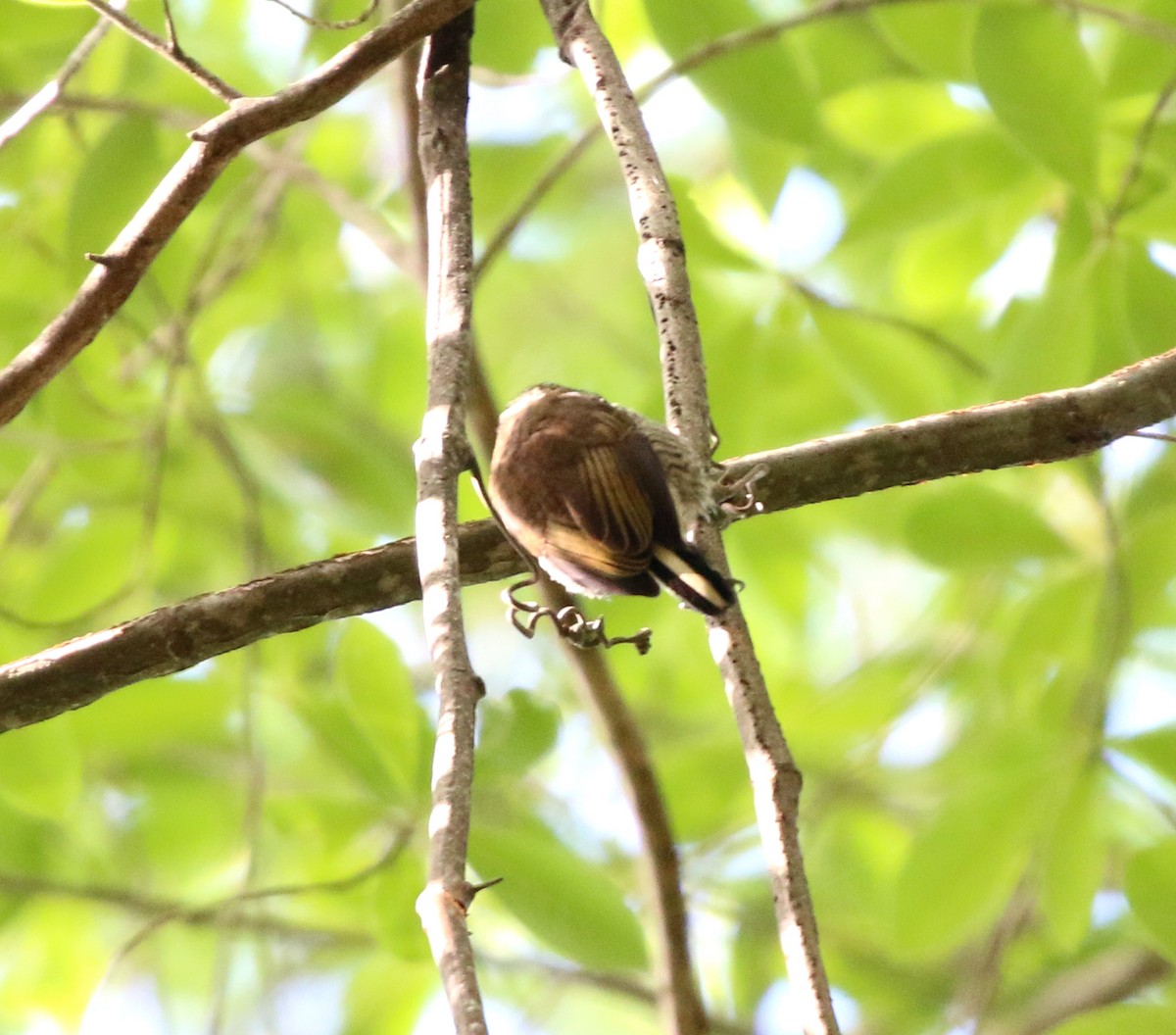 White-barred Piculet - ML645183290