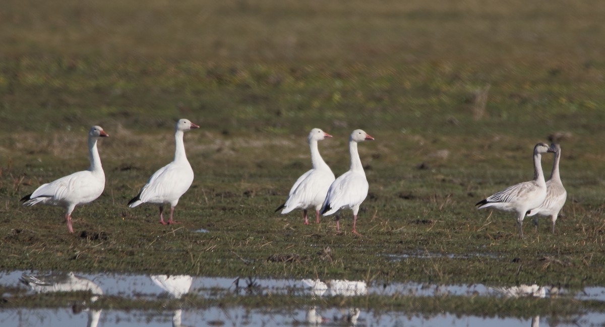 Snow Goose - ML645183304
