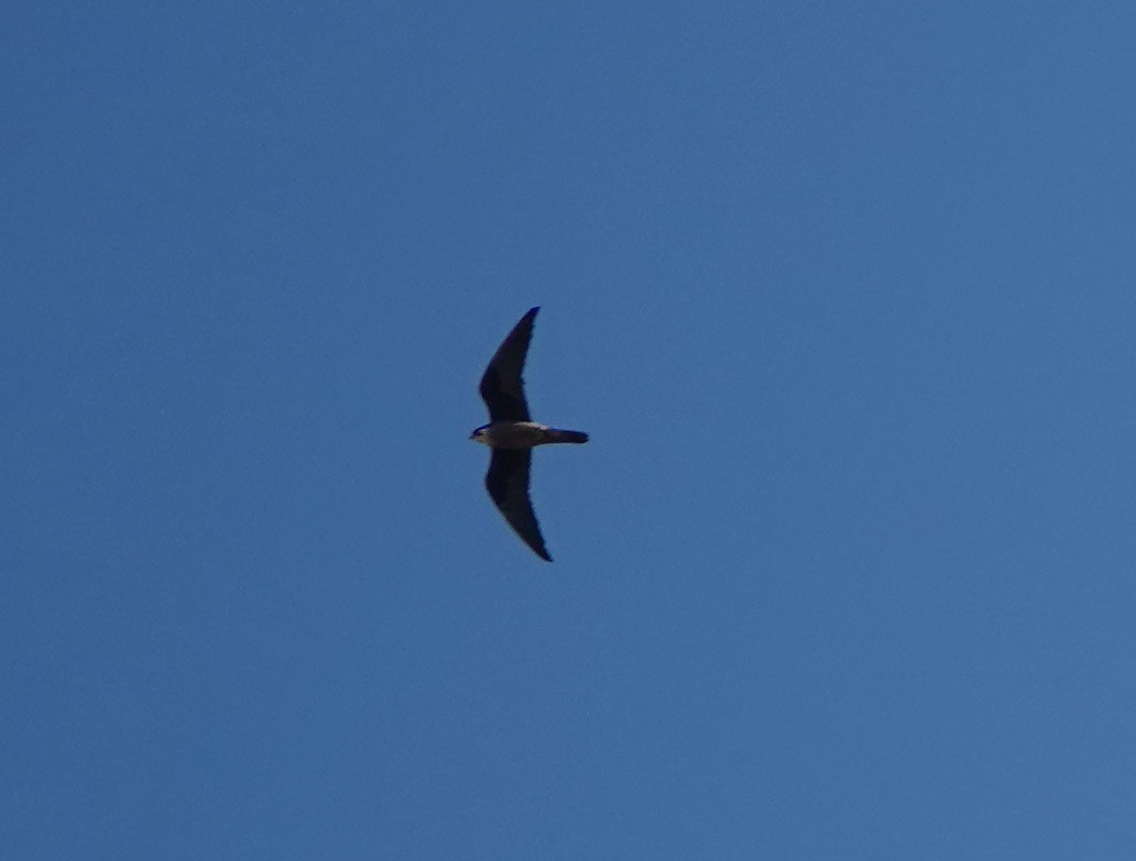 Eleonora's Falcon - ML645183308