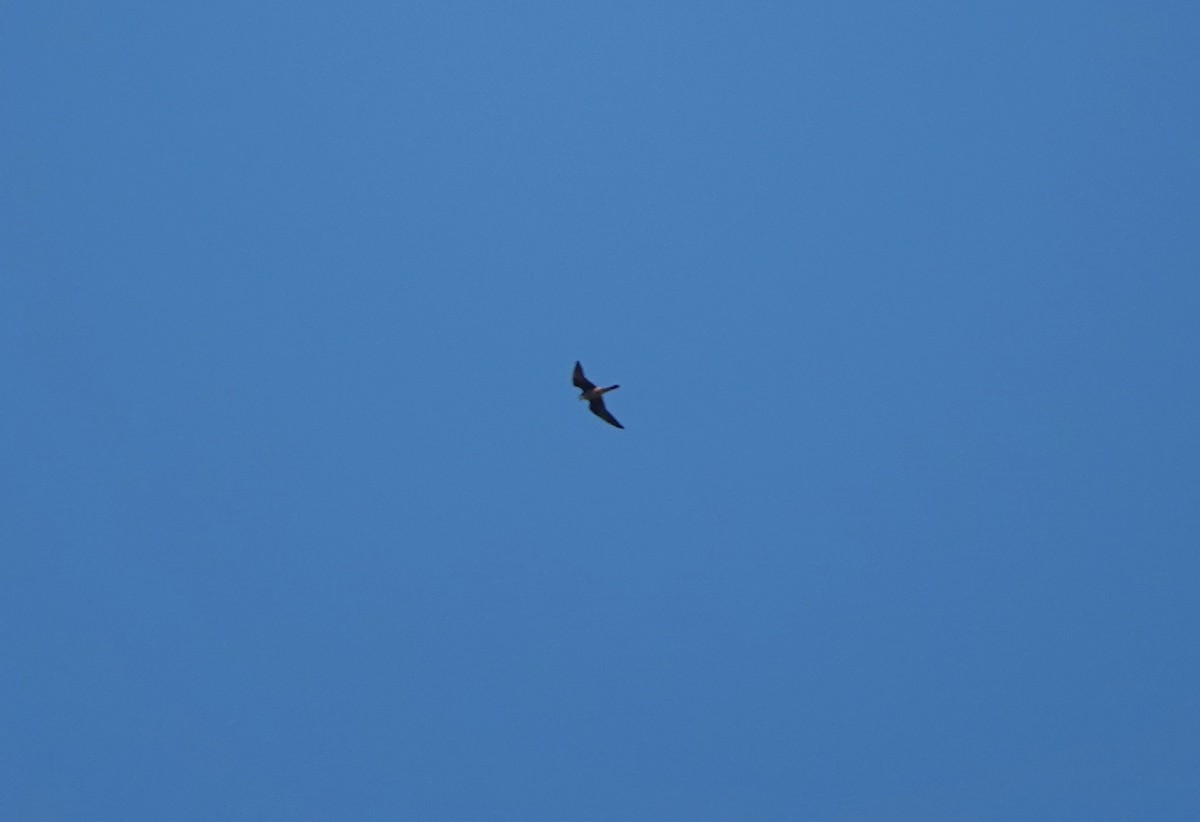 Eleonora's Falcon - ML645183310