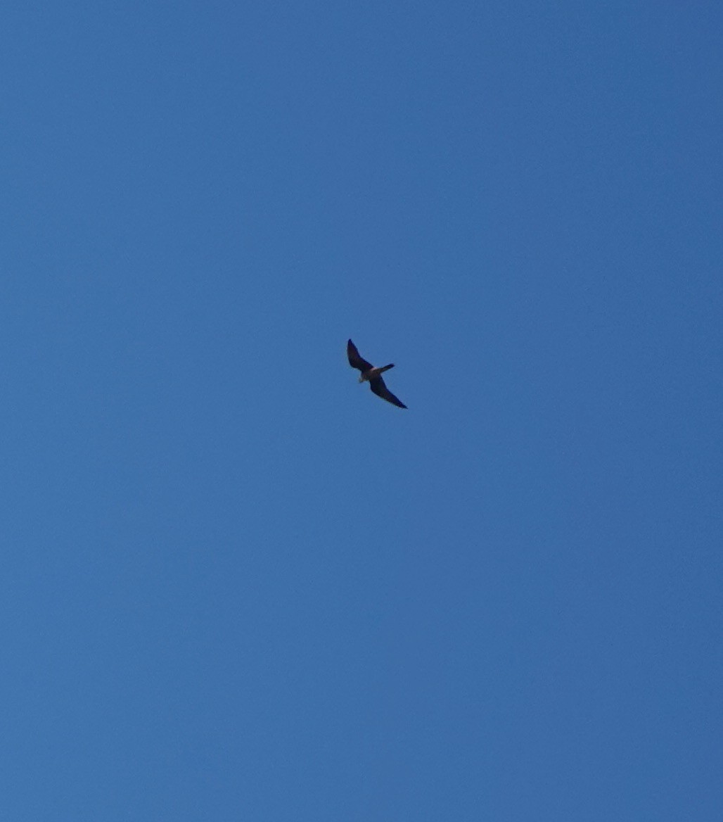 Eleonora's Falcon - ML645183311