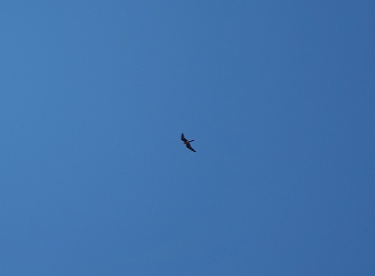 Eleonora's Falcon - ML645183312