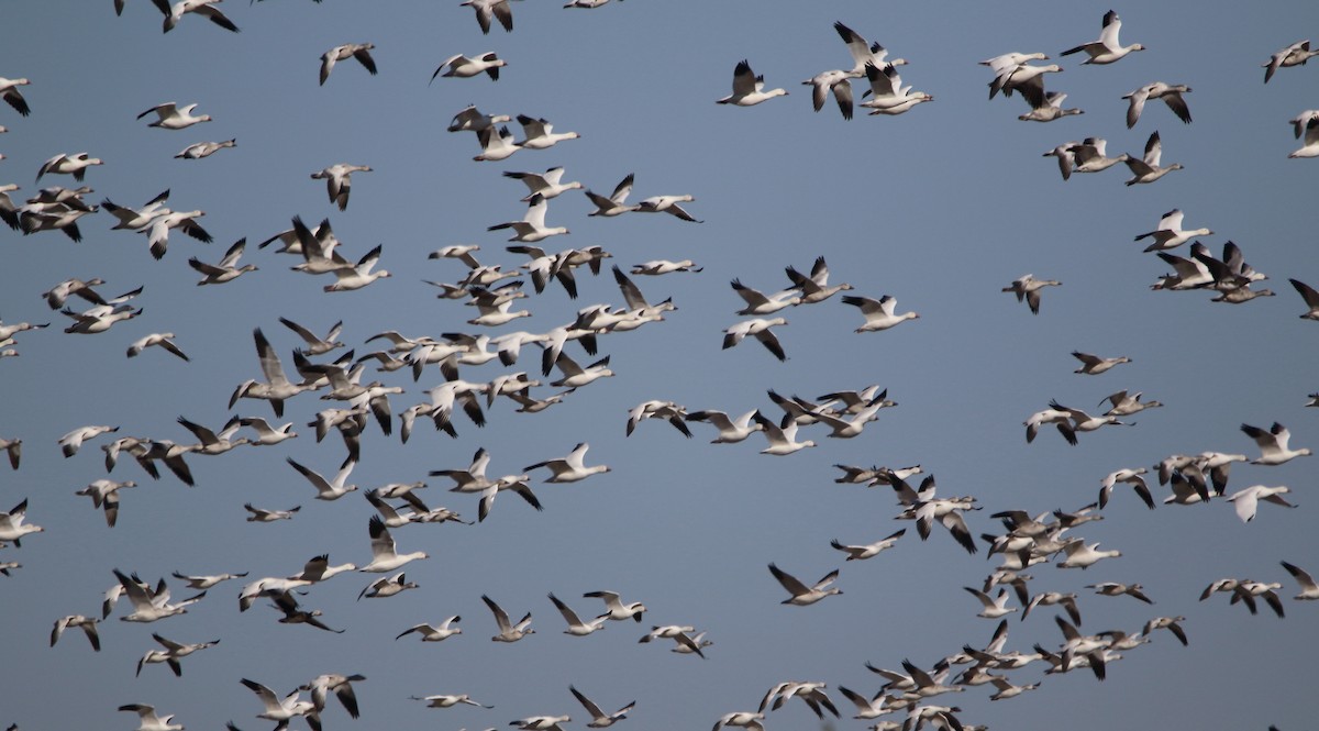 Snow Goose - ML645183318