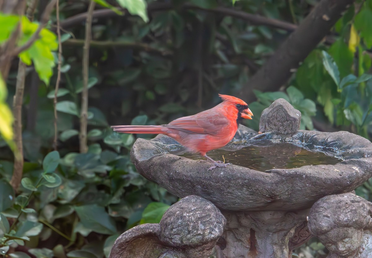 Kırmızı Kardinal - ML645183329