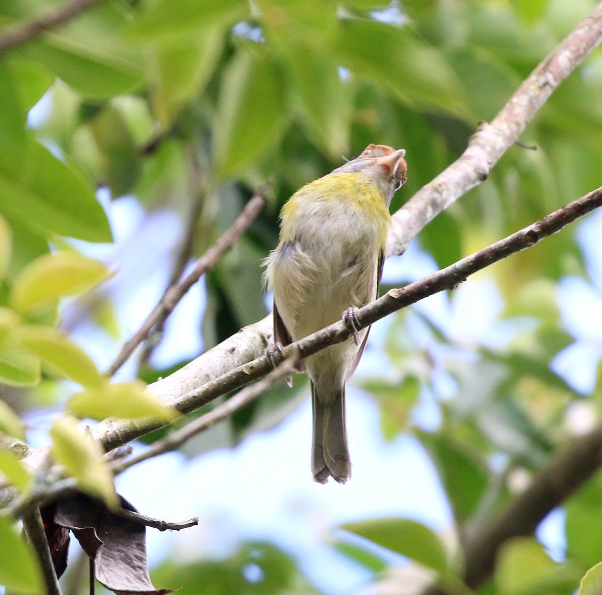 Віреон рудобровий - ML645183333
