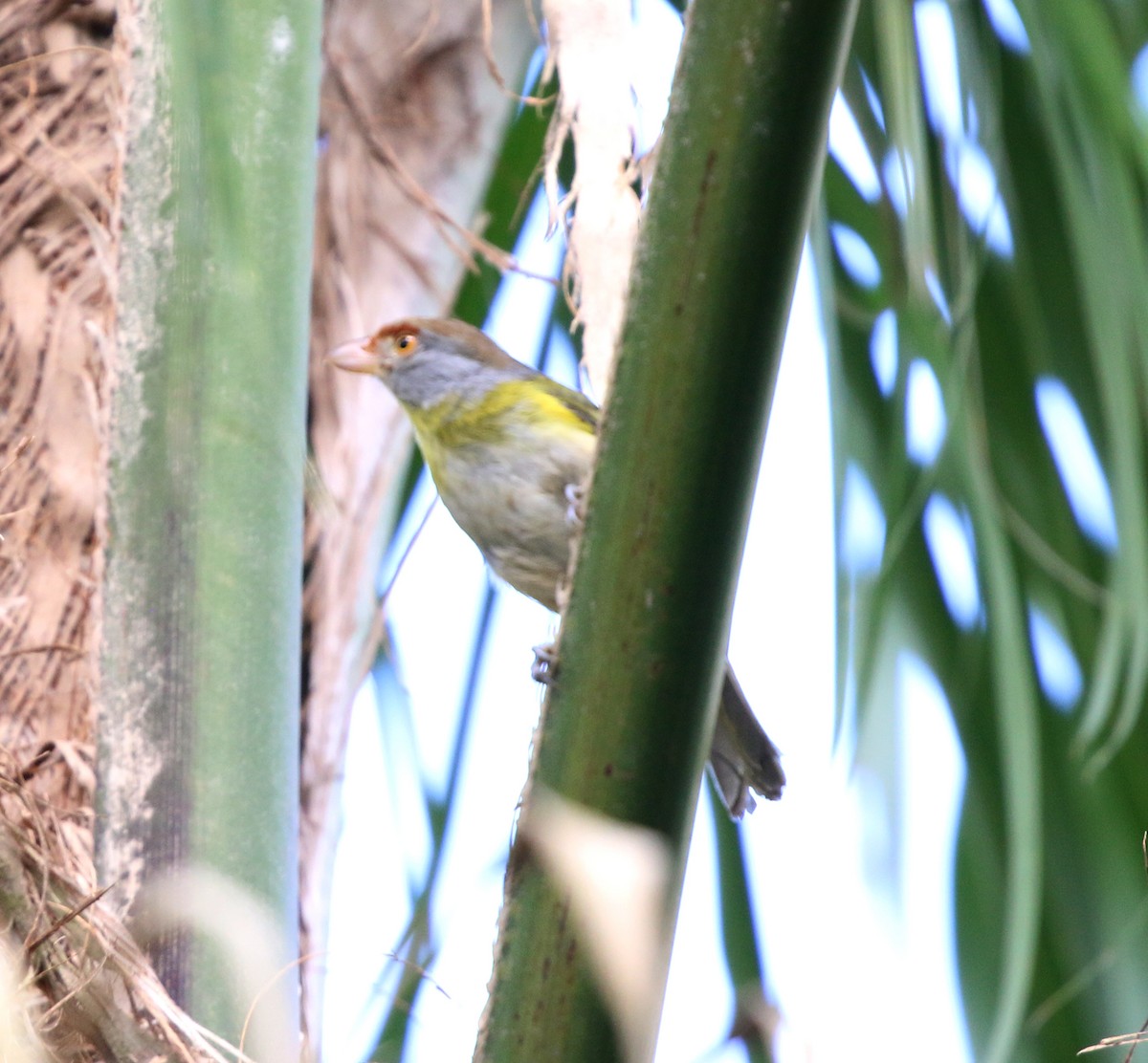 Віреон рудобровий - ML645183334