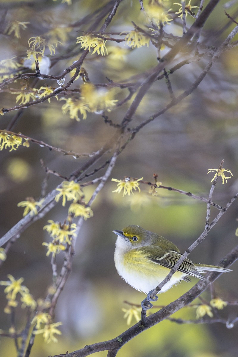 Weißaugenvireo - ML645183336