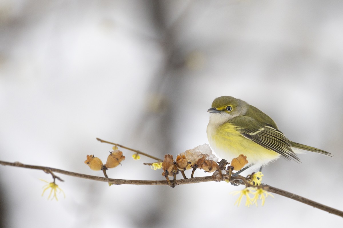 Weißaugenvireo - ML645183337
