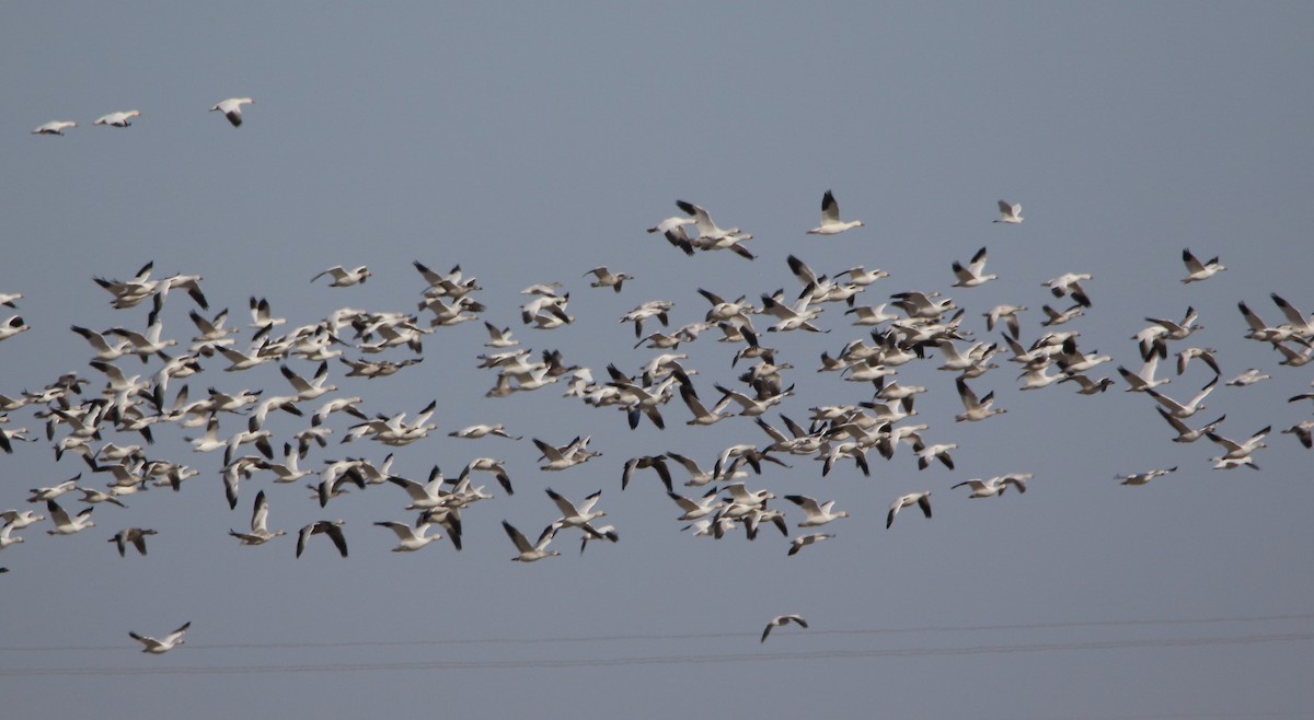 Snow Goose - ML645183353