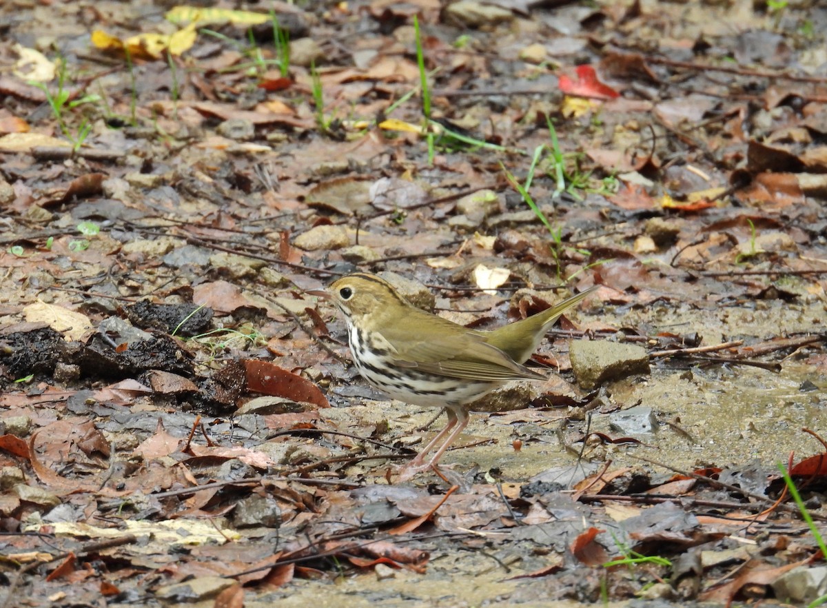 Ovenbird - ML645183354